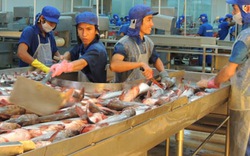 Đồng bằng sông Cửu Long: Giá cá tra tăng, người nuôi vẫn lo