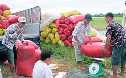 Bắt đầu triển khai thu mua tạm trữ lúa gạo theo chỉ đạo của Thủ tướng