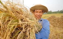 Đồng bằng SCL: Mỗi tỉnh chỉ trồng 4-5 giống lúa chủ lực