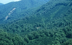 Trồng rừng bảo vệ môi trường thủy điện