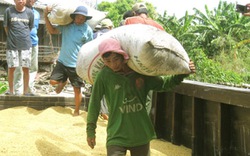 Thu mua tạm trữ 1 triệu tấn gạo ở ĐBSCL: Trông cả vào... thương lái