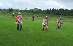 Lâm Đồng: Dịch hại gia tăng trên cây lúa