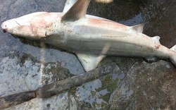 Cá mập trắng xuất hiện liên tiếp ở vùng biển Khánh Hoà, khá gần bờ