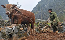 Lật đá tìm “vàng”