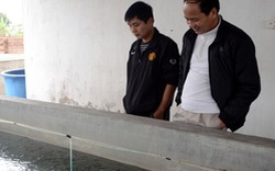 Quảng Ninh:  Người nuôi tôm dài cổ chờ điện