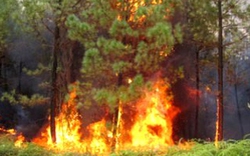 Cà Mau: Làm rõ nhóm đối tượng mang dụng cụ gây cháy vào rừng