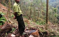 Vụ phá rừng ở Khu bảo tồn thiên nhiên Ngọc Linh: UBND tỉnh yêu cầu làm rõ trách nhiệm