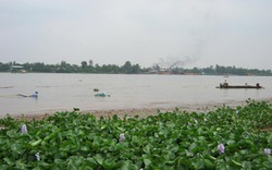 Quyến rũ mùa cá mờm, cá cơm trên sông Vàm Nao 