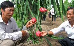 Trà Vinh: Thanh long ruột đỏ mùa nghịch cho lợi nhuận cao