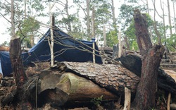 Kon Tum: Hàng chục nghìn  ha rừng... mất tích 