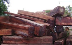 Khởi tố vụ gỗ lậu nghi là của Công ty Đại Nam: Ông Dũng “lò vôi” nói gì?