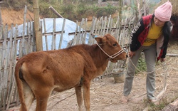 Dịch lở mồm long móng lan rộng: Kiểm soát chặt bò do dự án cấp