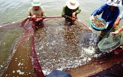 Vẫn loay hoay nghiên cứu “hàng nội”