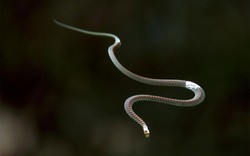 Video: Loài rắn có khả năng bay lượn như chim