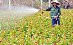 Tất bật trên những vựa hoa Tết ở Sài Gòn