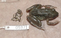 Loài ếch đẻ nòng nọc duy nhất trên hành tinh
