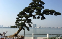 Hàng chục cây tùng cổ thụ “đổ bộ” về Thủ đô, dầm mưa dãi nắng cạnh phủ Tây Hồ