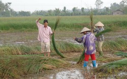 Cánh đồng lác quê mình