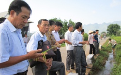 Hòa Bình: Nông dân “khoái” thâm canh lúa RVT  