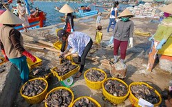 Chiêu hiểm thương lái TQ: Mua rễ hồ tiêu, hoa thanh long