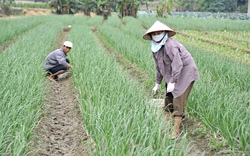 Hà Nội: Quỹ hỗ trợ nông dân các cấp tăng hơn 34 tỷ đồng