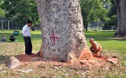 Hơn 100 cây xanh bị đốn hạ, người Sài Gòn ngậm ngùi