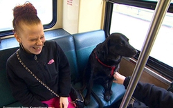 Video: Cô chó tự bắt xe bus đi chơi
