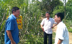 Dự án Thâm canh mía đường ở Tuyên Quang: Thu hoạch kép lợi nhuận và kiến thức  