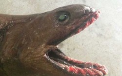 Kinh hoàng quái vật biển với hơn 300 chiếc răng nhọn