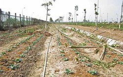 Hà Nội dẹp bỏ vườn rau canh tác trên “đại lộ nghìn tỷ”