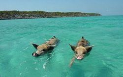 Video độc đáo: Lợn đi bơi