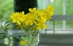 Cách giữ hoa tươi lâu trong ngày Tết