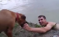 Video: Chú chó nhảy xuống hồ cứu chủ