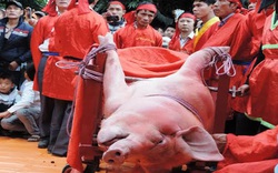 Lễ hội chém lợn: Chỉ thực hiện nghi lễ xẻ thịt