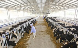 Giải mã lý do nông dân đổ sữa tươi: Bỏ nuôi bò sữa nhỏ lẻ 
