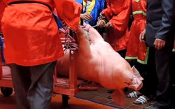 Từ lễ hội chém lợn ở Bắc Ninh: Vì súc vật hay vì con người? 