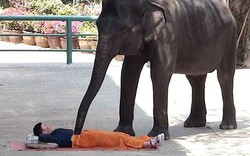 “Đỏ mặt” và giật mình vì massage voi ở Thái Lan