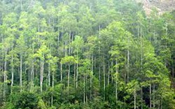 Truy tố 4 bị can lừa đảo dự án trồng rừng tỷ đô