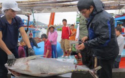 7 con cá ngừ đi Nhật chỉ bán được giá thấp  