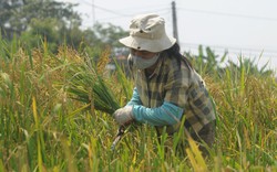 TPP là sống còn - sao nông dân Việt lại thờ ơ?