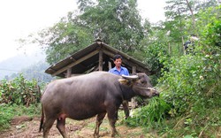 “Mô hình ra đi, người nghèo ở lại”