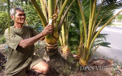 LẠ: Cây dừa 8 thân, 8 đọt “quái” nhất miền Tây