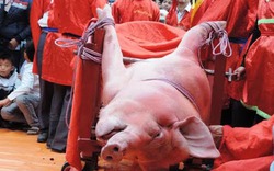 Đề xuất đổi tên Lễ hội “chém lợn” thành “rước lợn”