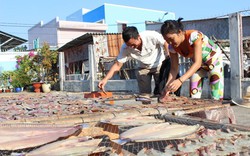 Làng nghề đặc sản khô cá dứa vào vụ tết