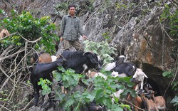 “Kiện tướng” nuôi dê nơi thâm sơn cùng cốc