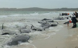 200 cá voi mắc cạn, phơi mình trên bãi biển New Zealand