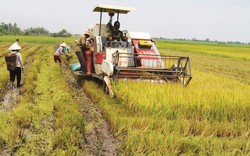 Huyện Phú Thiện – Gia Lai: Một mùa vàng trong tâm thế mới