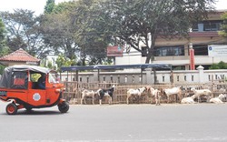 “Đại lộ dê” ở Jakarta