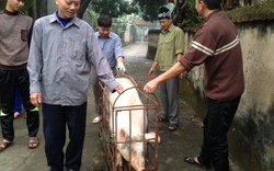 CHÙM ẢNH: Xem “đụng lợn” ngày Tết tại làng quê