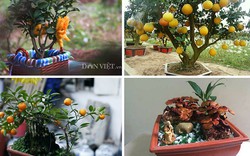 “Điểm mặt” những cây cảnh bonsai hút tiền dịp Tết Ất Mùi